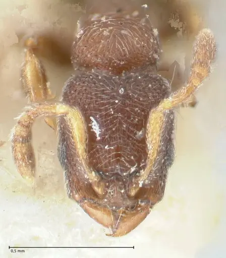 Vollenhovia opacinoda specimen