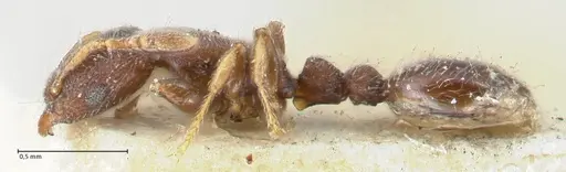 Vollenhovia opacinoda specimen