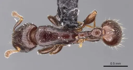 Vollenhovia overbecki specimen