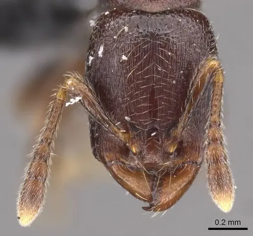 Vollenhovia overbecki specimen