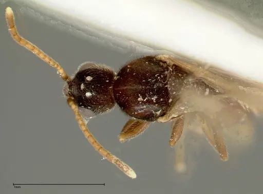 Vollenhovia overbecki - FOCOL0313