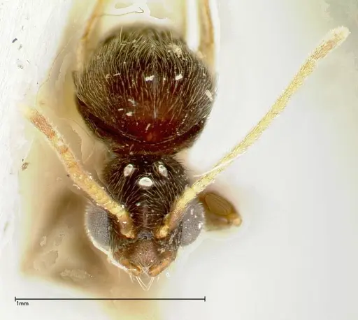 Vollenhovia overbecki - FOCOL0313