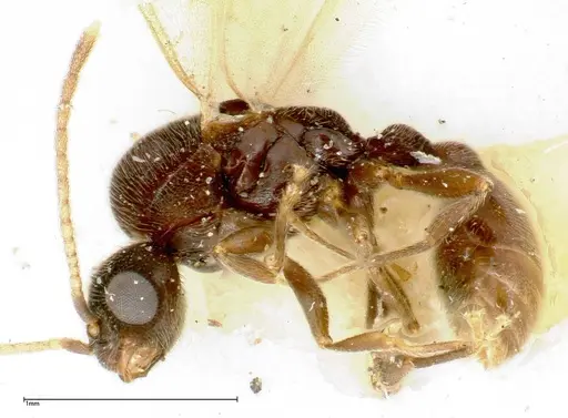 Vollenhovia overbecki - FOCOL0313