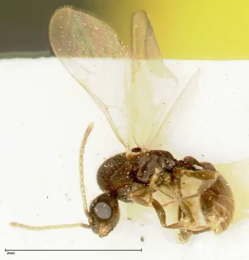 Vollenhovia overbecki - FOCOL0313