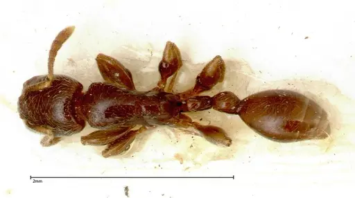 Vollenhovia overbecki - FOCOL0314