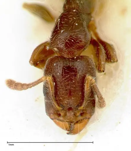 Vollenhovia overbecki - FOCOL0314