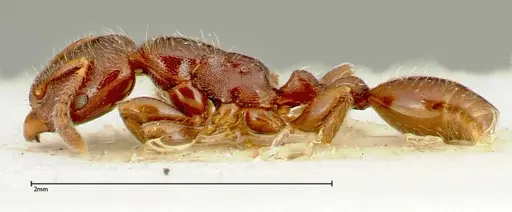 Vollenhovia overbecki - FOCOL0314