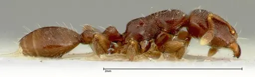 Vollenhovia overbecki - FOCOL0314