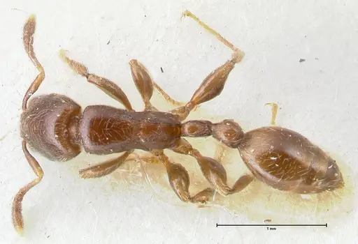 Vollenhovia overbecki - FOCOL1664