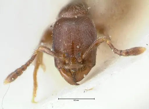 Vollenhovia overbecki - FOCOL1664