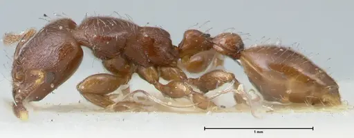 Vollenhovia overbecki - FOCOL1664