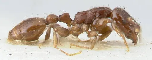 Vollenhovia overbecki - FOCOL1664