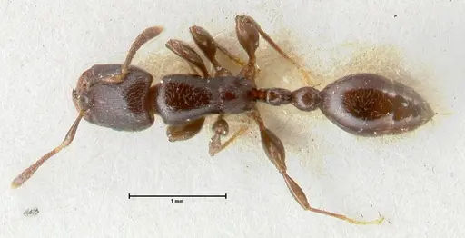 Vollenhovia overbecki - FOCOL1665