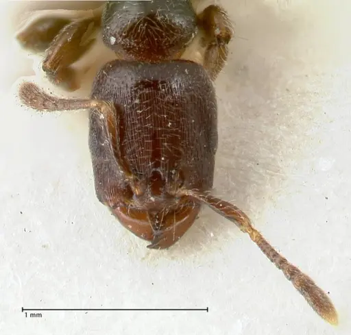 Vollenhovia overbecki - FOCOL1665