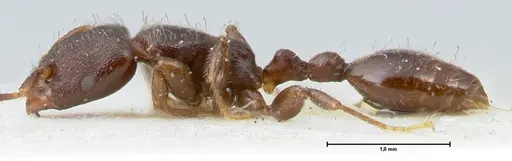 Vollenhovia overbecki - FOCOL1665