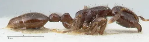 Vollenhovia overbecki - FOCOL1665