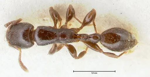 Vollenhovia overbecki - FOCOL1666