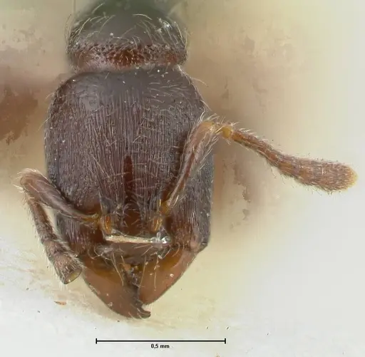 Vollenhovia overbecki - FOCOL1666