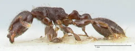 Vollenhovia overbecki - FOCOL1666