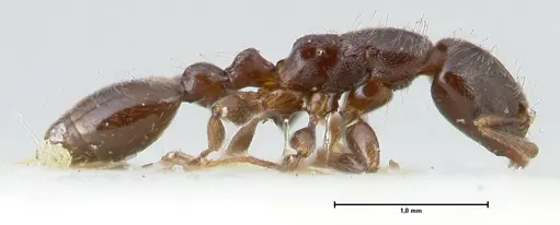 Vollenhovia overbecki - FOCOL1666