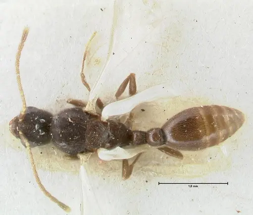 Vollenhovia overbecki - FOCOL1667