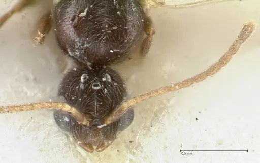 Vollenhovia overbecki - FOCOL1667