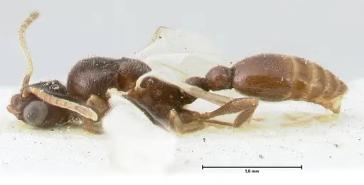 Vollenhovia overbecki - FOCOL1667