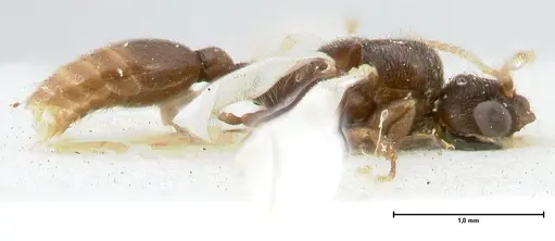 Vollenhovia overbecki - FOCOL1667