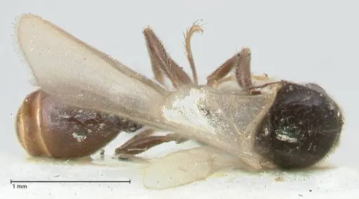 Vollenhovia overbecki - FOCOL1668