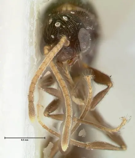 Vollenhovia overbecki - FOCOL1668