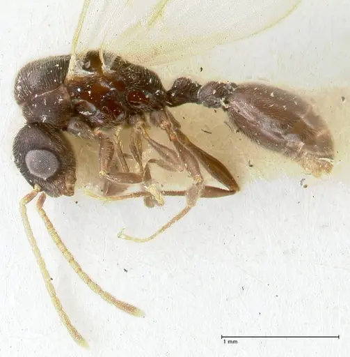 Vollenhovia overbecki - FOCOL1668