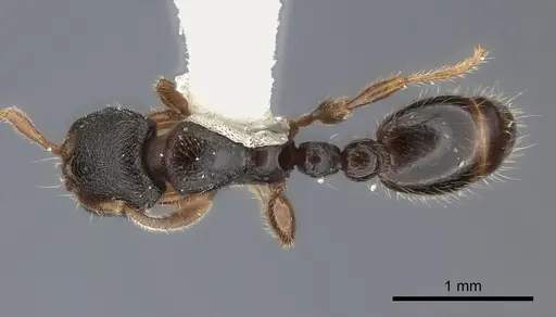 Vollenhovia pacifica specimen