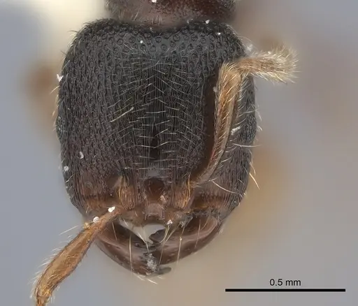 Vollenhovia pacifica specimen