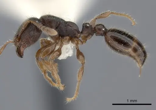 Vollenhovia pacifica specimen