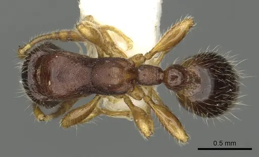 Vollenhovia pacifica - CASENT0901002