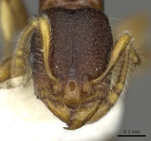 Vollenhovia pacifica - CASENT0901002