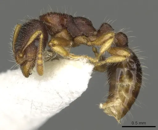 Vollenhovia pacifica - CASENT0901002