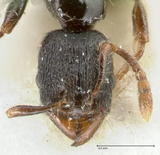 Vollenhovia papuana specimen