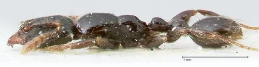 Vollenhovia papuana specimen