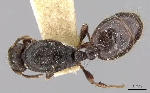 Vollenhovia penetrans specimen