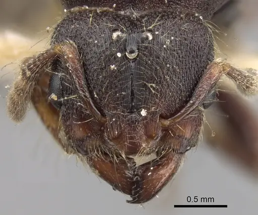 Vollenhovia penetrans specimen