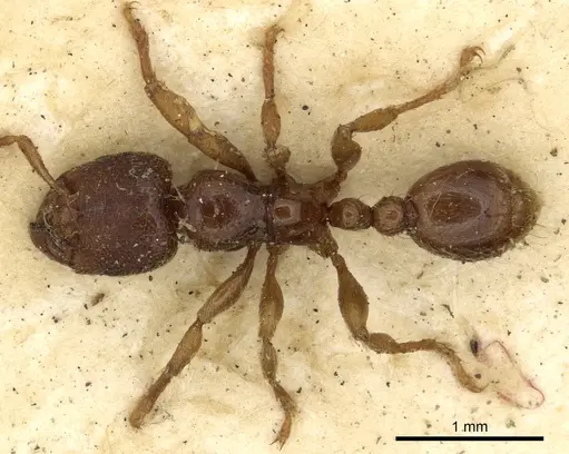 Vollenhovia pertinax specimen