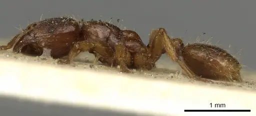 Vollenhovia pertinax specimen