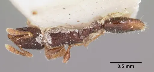 Vollenhovia piroskae specimen