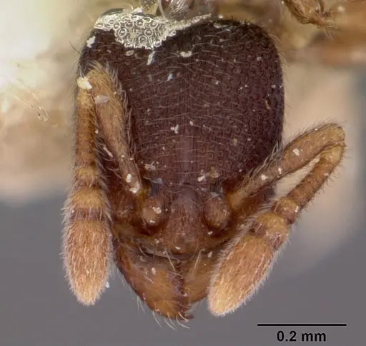 Vollenhovia piroskae specimen