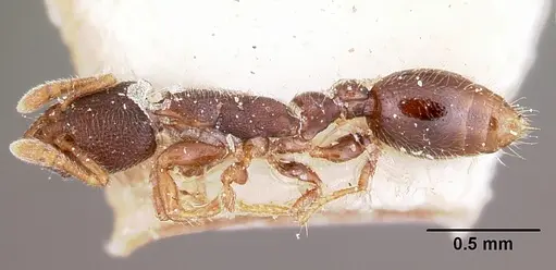 Vollenhovia piroskae specimen