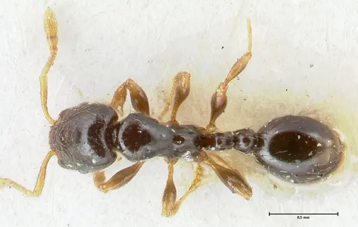 Vollenhovia punctata specimen