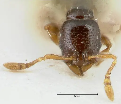 Vollenhovia punctata specimen