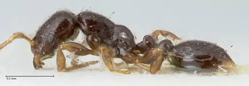 Vollenhovia punctata specimen