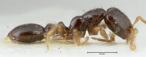 Vollenhovia punctata - FOCOL1670